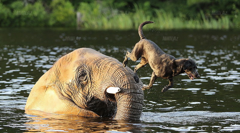 Best Friends Elephant and Dog play fetch in the river.